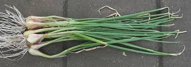 Résultat de recherche d'images pour "Allium fistulosum"