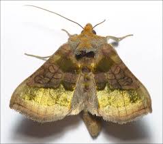 Attēlu rezultāti vaicājumam “Diachrysia tutti”