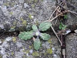Attēlu rezultāti vaicājumam “Senecio vernalis”