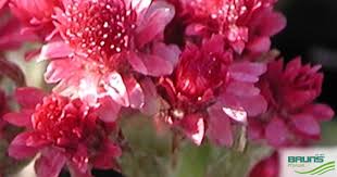 Attēlu rezultāti vaicājumam “Antennaria dioica fruit”