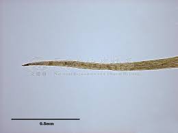 Attēlu rezultāti vaicājumam “Paraleucobryum longifolium”