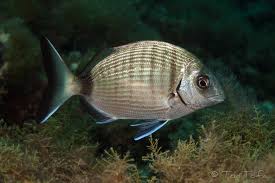 Image result for Diplodus sargus