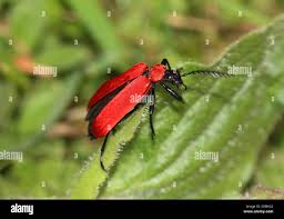 Attēlu rezultāti vaicājumam “Pyrochroidae imago”