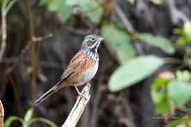 Image result for Emberiza fucata