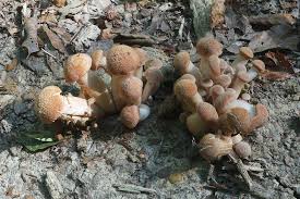 Attēlu rezultāti vaicājumam “Didymium serpula young”