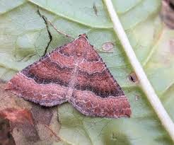 Attēlu rezultāti vaicājumam “Larentia clavaria”