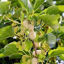 Attēlu rezultāti vaicājumam “Morus alba leaf”