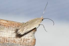 Attēlu rezultāti vaicājumam “Lyonetiidae”