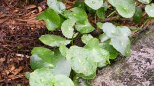 「銅錢草」的圖片搜尋結果