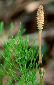 Attēlu rezultāti vaicājumam “Equisetum arvense”