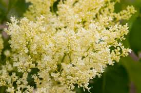 Attēlu rezultāti vaicājumam “Syringa reticulata subsp. amurensis flower”