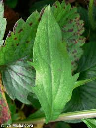 Attēlu rezultāti vaicājumam “Erigeron annuus leaf”