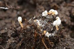 Attēlu rezultāti vaicājumam “Cordyceps farinosa”