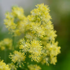 Attēlu rezultāti vaicājumam “Thalictrum flavum fruit”
