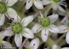 Attēlu rezultāti vaicājumam “Phytolacca acinosa flower”