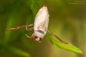 Attēlu rezultāti vaicājumam “Notonecta glauca”