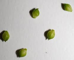 Attēlu rezultāti vaicājumam “Carex capillaris fruit”