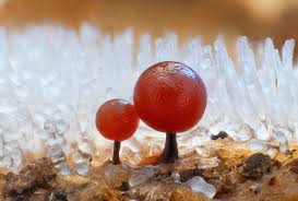 Attēlu rezultāti vaicājumam “Enerthenema papillatum macro”