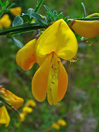 Attēlu rezultāti vaicājumam “Cytisus scoparius fruit”