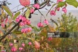 Attēlu rezultāti vaicājumam “Euonymus europaeus bud”