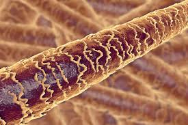 Image result for human hair microscope image