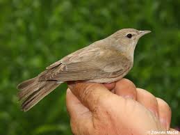 Attēlu rezultāti vaicājumam “Sylvia borin”