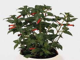 Image result for Cuphea ignea