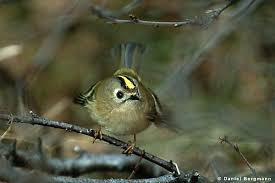 Attēlu rezultāti vaicājumam “Regulus regulus”