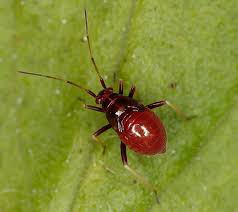 Attēlu rezultāti vaicājumam “Grypocoris sexguttatus imago”
