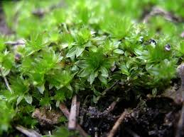 Attēlu rezultāti vaicājumam “Funaria hygrometrica”