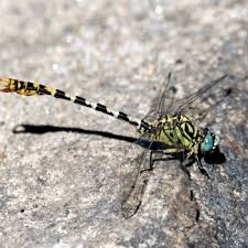 Attēlu rezultāti vaicājumam “Scopula floslactata imago”