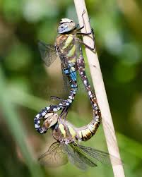 Attēlu rezultāti vaicājumam “Aeshna viridis”