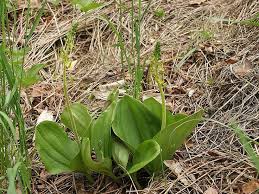 Attēlu rezultāti vaicājumam “Listera ovata”