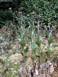 Image result for Onopordum acanthium