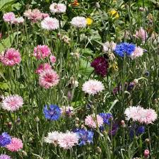 Attēlu rezultāti vaicājumam “Centaurea”