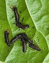 Attēlu rezultāti vaicājumam “Agelastica alni larva”