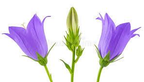 Attēlu rezultāti vaicājumam “Campanula persicifolia bud”