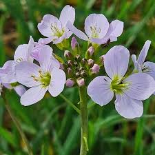 Attēlu rezultāti vaicājumam “Cardamine pratensis flower”