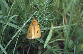 Attēlu rezultāti vaicājumam “Diacrisia sannio male”