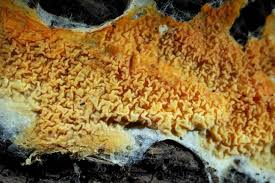 Attēlu rezultāti vaicājumam “Leucogyrophana mollusca”