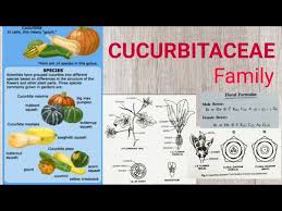 Attēlu rezultāti vaicājumam “Cucurbitaceae”