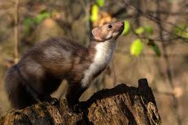Attēlu rezultāti vaicājumam “Martes foina”