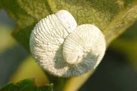 Attēlu rezultāti vaicājumam “Trichiosoma larva”