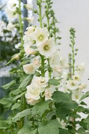 Attēlu rezultāti vaicājumam “Alcea rosea bud”