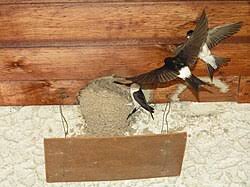 Attēlu rezultāti vaicājumam “Delichon urbicum nest”