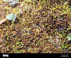 Attēlu rezultāti vaicājumam “Myurella julacea”