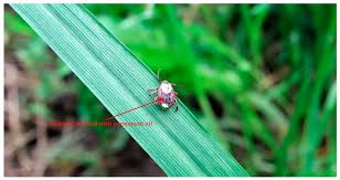 Attēlu rezultāti vaicājumam “Dermacentor reticulatus”