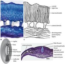 Attēlu rezultāti vaicājumam “Diderma testaceum macro”