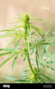 Attēlu rezultāti vaicājumam “Cannabis sativa leaf”