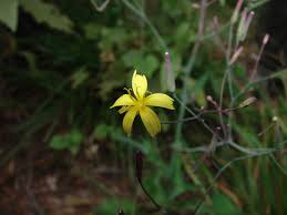 Attēlu rezultāti vaicājumam “Mycelis muralis”